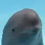 smiling dolphin